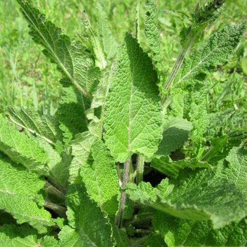 100% Pure Clary Sage Oil