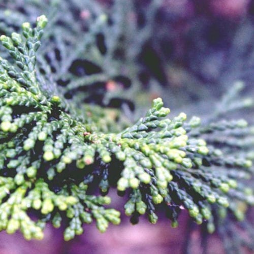 Cypress essential oil