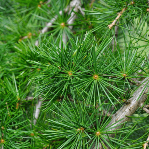 Pine Needle Essential Oil