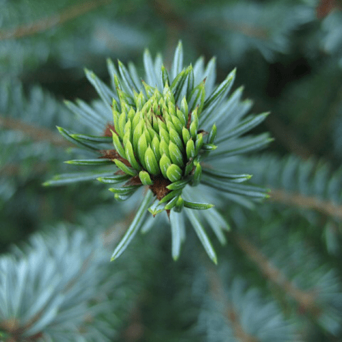 Pure Fir Essential Oil