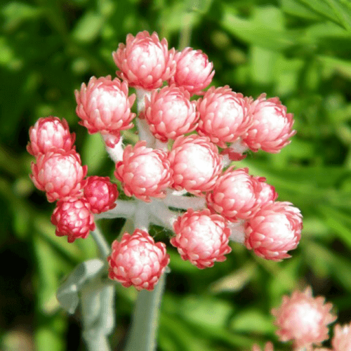 Pure helichrysum essential oil