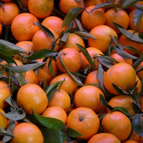 Cold Preseed Mandarin Essential Oil