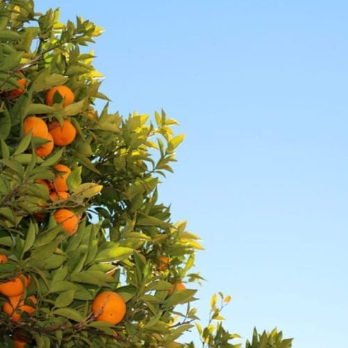 Cold Pressed Tangerine Essential Oil