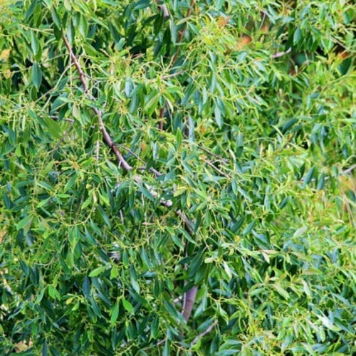 Australian Tea Tree Essential Oil