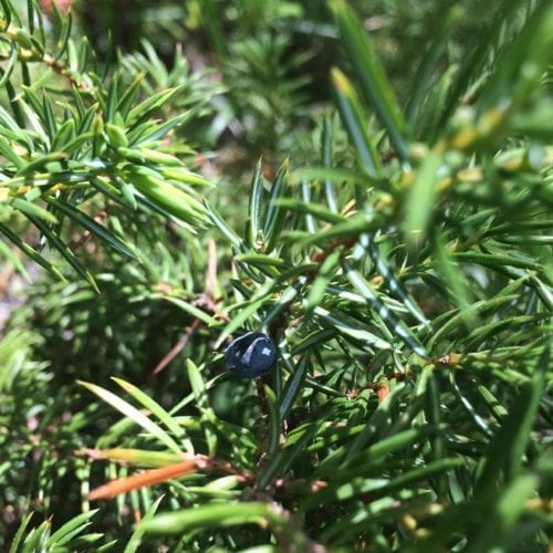 Pure Juniper Berry Essential Oil