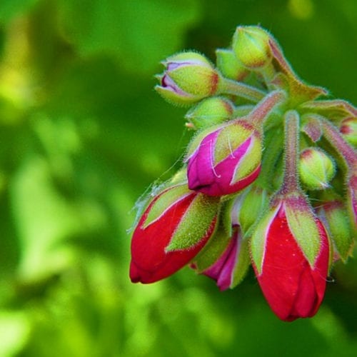 Organic Geranium Essential Oil