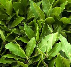 laurel leaf essential oil plant