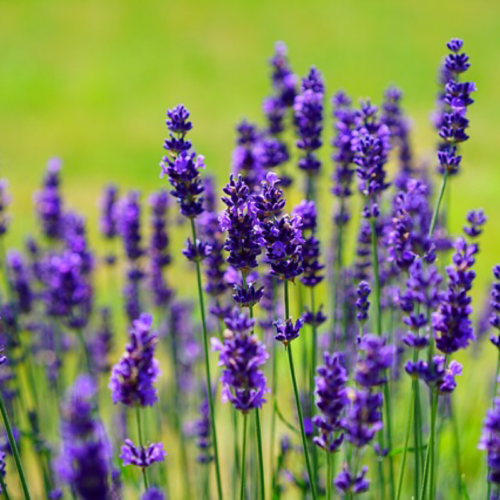 French Lavender Oil