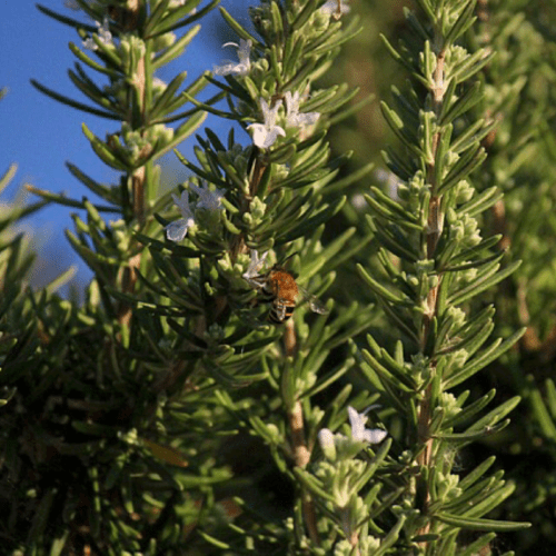 organic rosemary essential oil