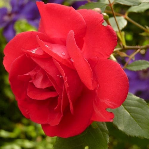 Rose Petals Organic