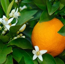 Pure essential's neroli oil