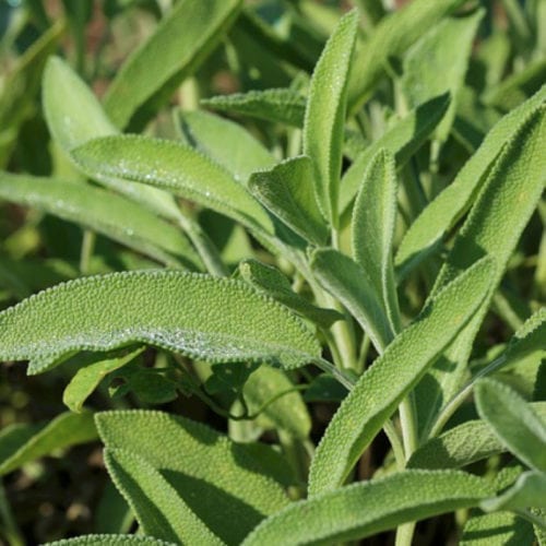 Pure Sage Essential Oil