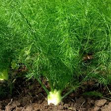 pure fennel essential oil