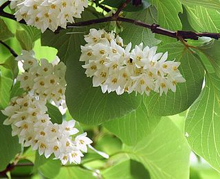 Benzoin resinous essential oil